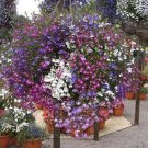 Seeds Fresh Crop 100 Mixed Lobelia Fountain Mix Flowers Seeds Fresh Crop 100 Mixed Lobelia Fountain Mix Flowers
