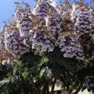 Seeds Fresh Crop 100 Royal Empress Tree Paulownia Tomentosa Purple Flowers