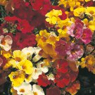 Seeds Fresh Crop 120 Nemesia Strumosa Carnival Fast Flower Seeds Seeds Fresh Crop 120 Nemesia Strumosa Carnival Fast Flower Seeds