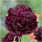 Seeds Fresh Crop 120 Peony Poppy Papaver Black Purples Self Sow Fast Flower Seeds