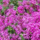 Seeds Fresh Crop 20 Catchfly Seeds Blooms In 6 Weeks Pink Flowers