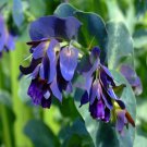 Seeds Fresh Crop 20 Cerinthe Major Blue Shrimp Pride Of Gibralter Blue Flower Seeds Seeds Fresh Crop 20 Cerinthe Major Blue Shrimp Pride Of Gibralter Blue Flower Seeds
