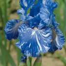 Seeds Fresh Crop 25 Bearded Iris Flower Blue White Plants