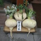 Seeds Fresh Crop 300 Sakurajima Mammoth Daikon Largest Radish In The World Mild And Sweet