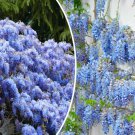 Seeds Fresh Crop 5 Blue Chinese Wisteria Perennial Climbing Flower Vine Shrub Seeds Fresh Crop 5 Blue Chinese Wisteria Perennial Climbing Flower Vine Shrub