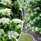 Seeds Fresh Crop 50 Climbing Hydrangea Vining Flower Bush Creeping Hedge Shrub