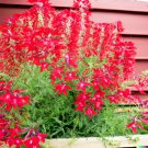 Seeds Fresh Crop 500 Red Veined Sorrel Rumex Sanguineus Colorful In Salad Seeds Fresh Crop 500 Red Veined Sorrel Rumex Sanguineus Colorful In Salad