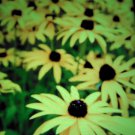 Seeds Fresh Crop Black Eyed Susan Reseeds 50 Seeds
