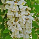 Seeds Fresh Crop Black Locust Robinia Pseudoacacia 50 Seeds