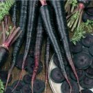Seeds Fresh Crop Carrot Black Nebula Organic