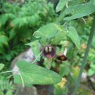 Seeds Fresh Crop Dutchman S Pipevine Aristolochia Debilis 20 Seeds
