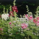 Seeds Fresh Crop Hollyhock Indian Spring Mixed Flower Seeds Seeds Fresh Crop Hollyhock Indian Spring Mixed Flower Seeds