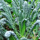 Seeds Fresh Crop Lacinato Kale 500 Black Tuscan Dinosaur Kale Vegetable