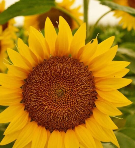 Seeds Fresh Crop Peredovik Sunflowers 300 Seeds