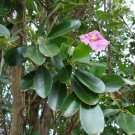 Seeds Fresh Crop Pink Poui Flowering Trumpet Tabebuia Rosea 20 Seeds