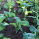 Seeds Fresh Crop Premier Kale Seed Early Variety Tender Overwinter 100 Count Pkt