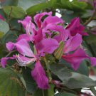 Seeds Fresh Crop Purple Orchid Butterfly Tree Bauhinia Purpurea 10 Seeds Seeds Fresh Crop Purple Orchid Butterfly Tree Bauhinia Purpurea 10 Seeds
