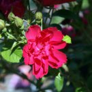 Seeds Fresh Crop Red Rugosa Rose Rosa Rugosa Rubra 30 Seeds
