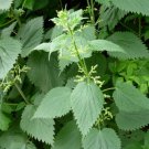 Seeds Fresh Crop Stinging Nettle Urtica Dioica 100 Seeds