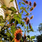 Seeds Fresh Crop Sunflower Velvet Queen Helianthus Annuus 20 Seeds