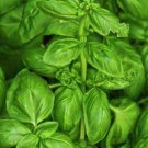 Seeds Fresh Crop Sweet Basil Ocimum Basilicum 500 Seeds