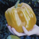 Seeds Fresh Crop Sweet Coral Belle Pepper 25 Seeds Orange Sweetest Flavorful