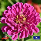 Zinnia Seeds Thumbelina Mixture Non Gmo Home Garden
