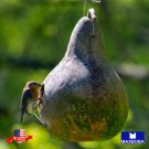 Gourds Seeds Birdhouse Heirloom Vegetable Non Gmo Home Garden