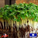 Non Gmo Fresh Radish Microgreens Seeds 1600 Champion Heirloom Vegetable Home Garden