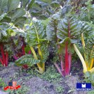 Swiss Chard Seeds Rainbow Mixture Non Gmo Heirloom Vegetable Home Garden
