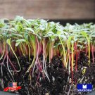 Swiss Chard Microgreens Seeds Rainbow Mixture 1120 Non Gmo Heirloom Home Garden
