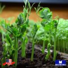 Non Gmo Pea Microgreens Seeds Little Marvel 120 Heirloom Vegetable Home Garden