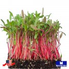 Swiss Chard Microgreens Seeds Ruby Red 480 Non Gmo Heirloom Vegetable Home Garden