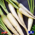 Non Gmo 1500 Carrot Seeds Lunar White Heirloom Vegetable Home Garden