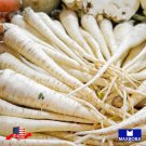 Non Gmo 750 Lunar White Carrot Seeds Heirloom Vegetable Home Garden