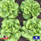 Non Gmo 1600 Lettuce Seeds Butterhead Buttercrunch Heirloom Home Garden