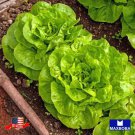 800 Butterhead Buttercrunch Lettuce Seeds Non Gmo Heirloom Home Garden