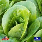1000 Lettuce Seeds Romaine Little Gem Non Gmo Heirloom Home Garden