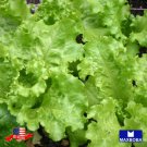 Non Gmo 3000 Lettuce Seeds Leaf Black Seeded Simpson Heirloom Home Garden