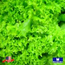 750 Leaf Black Seeded Simpson Lettuce Seeds Non Gmo Heirloom Home Garden