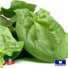 Non Gmo 100 Viroflay Spinach Seeds Heirloom Vegetable Home Garden