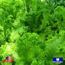 Non Gmo 1100 Mustard Seeds Southern Giant Curled Heirloom Home Garden