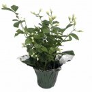 'S Arabian Tea Jasmine Plant Maid Of Orleans 4" Decorative Pot Cover Fresh