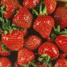 Quinalt Everbearing Strawberry 25 Bare Root Plants Huge Fruit Size Fresh