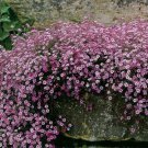 Pink Creeping Babies Breath Plant Gypsophila Repens Rosea Quart Pot Fresh