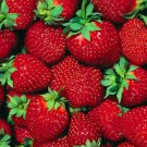 Fort Laramie Everbearing Strawberry 10 Bare Root Plants Hardiest Everbearer Fresh