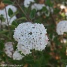 Spice Baby Korean Spice Viburnum Proven Winners Fresh