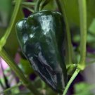 Ancho 101 Pepper 20 Seeds Hot Pepper Fresh