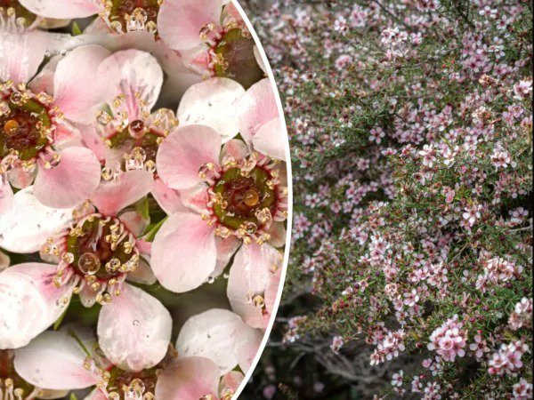 100+ Manuka Tea Tree Seeds Medicinal Honey & Tea Shrub Pink Flowers ...