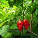 Ghost Pepper Seeds Naga Viper Chile Hot Bhut Bhi Jolokia 20 Premium Seeds Fresh Garden